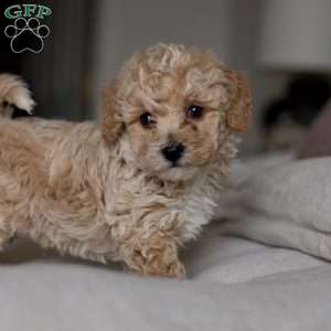 Cooper, Bich-Poo Puppy